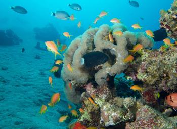 aqaba-divinginaqaba.jpg